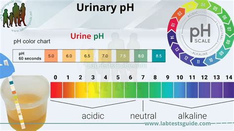 6.5 ph urine